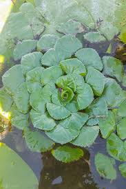 Attēlu rezultāti vaicājumam “Trapa natans”