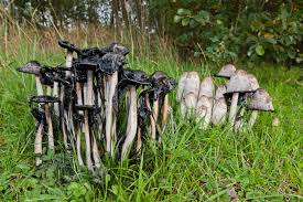 Attēlu rezultāti vaicājumam “Coprinus comatus”
