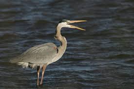 Image result for heron