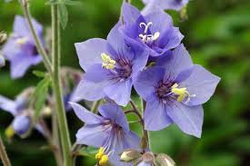 Attēlu rezultāti vaicājumam “Polemonium caeruleum fruit”