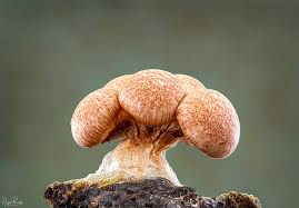 Attēlu rezultāti vaicājumam “Diachea leucopodia young”