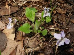 Attēlu rezultāti vaicājumam “Viola collina”