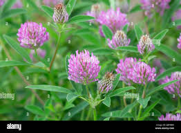 Attēlu rezultāti vaicājumam “Trifolium medium bud”