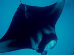 Image result for Mobula alfredi
