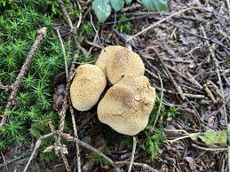 Attēlu rezultāti vaicājumam “Scleroderma citrinum”