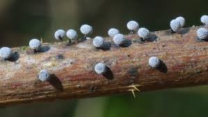 Attēlu rezultāti vaicājumam “Didymium difforme macro”