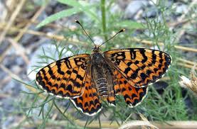Attēlu rezultāti vaicājumam “Melitaea didyma underside”