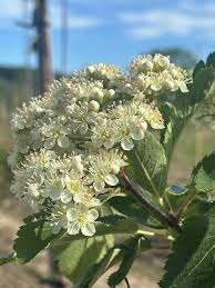 Attēlu rezultāti vaicājumam “Sorbus hybrida”