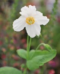 Image result for Meconopsis betonicifolia alba
