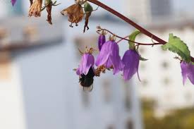 Image result for Glockenblumen