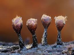 Attēlu rezultāti vaicājumam “Trichia flavicoma”