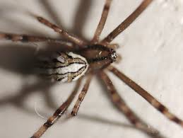 Attēlu rezultāti vaicājumam “Phylloneta cocoon”