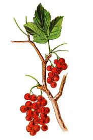 Attēlu rezultāti vaicājumam “Ribes rubrum fruit”