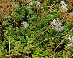 Attēlu rezultāti vaicājumam “Sedum album”