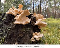 Attēlu rezultāti vaicājumam “Hericium cirrhatum”