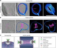 Attēlu rezultāti vaicājumam “undetermined plasmodium”