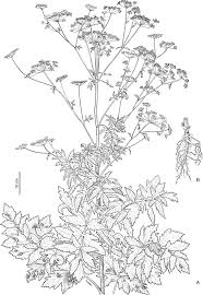 Image result for Pastinaca sativa