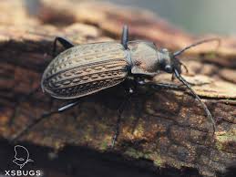 Attēlu rezultāti vaicājumam “Carabus granulatus”