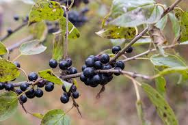 Attēlu rezultāti vaicājumam “Rhamnus cathartica fruit”