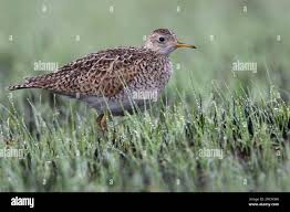 Image result for Bartramia longicauda