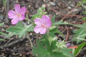 Image result for Geranium `Purple Haze`