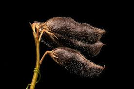 Attēlu rezultāti vaicājumam “Vicia hirsuta fruit”