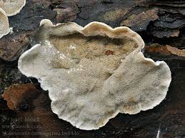 Attēlu rezultāti vaicājumam “Skeletocutis carneogrisea”