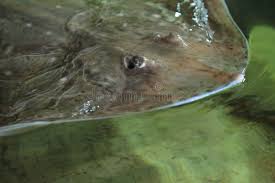 Image result for Raja montagui