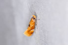 Attēlu rezultāti vaicājumam “Epicallima formosella”