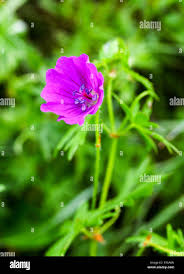 Attēlu rezultāti vaicājumam “Geranium dissectum flower”