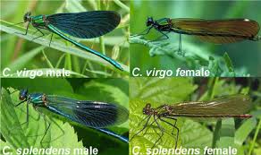Attēlu rezultāti vaicājumam “Calopteryx virgo female”