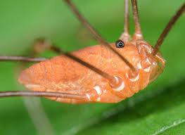 Attēlu rezultāti vaicājumam “Opiliones”
