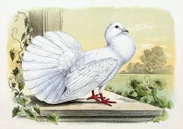 Attēlu rezultāti vaicājumam “Columba livia f. domestica adult”