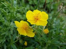 Attēlu rezultāti vaicājumam “Helianthemum nummularium”