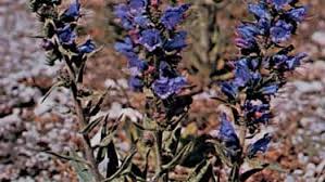 Attēlu rezultāti vaicājumam “Echium vulgare flower”
