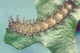 Attēlu rezultāti vaicājumam “Scardia boletella pupa”