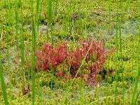 Attēlu rezultāti vaicājumam “Drosera x obovata”