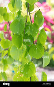 Attēlu rezultāti vaicājumam “Cercidiphyllum japonicum leaf”
