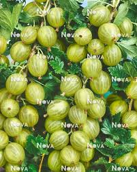 Attēlu rezultāti vaicājumam “Ribes uva-crispa fruit”