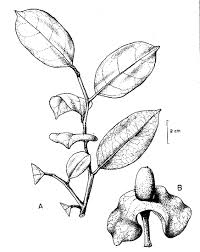 Attēlu rezultāti vaicājumam “Harmandia”