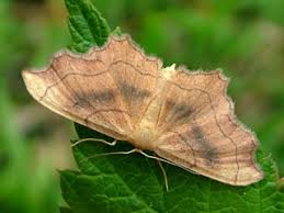 Attēlu rezultāti vaicājumam “Idaea emarginata”