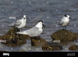 Attēlu rezultāti vaicājumam “Sterna sandvicensis”