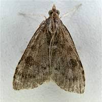 Attēlu rezultāti vaicājumam “Udea prunalis”