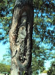 Attēlu rezultāti vaicājumam “Nectria sp., Neonectria sp.”