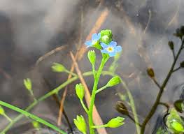 Attēlu rezultāti vaicājumam “Myosotis laxa subsp. baltica”