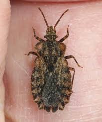 Attēlu rezultāti vaicājumam “Aradus betulae”