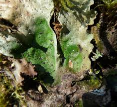 Attēlu rezultāti vaicājumam “Peltigera leucophlebia”