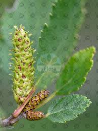 Attēlu rezultāti vaicājumam “Betula humilis”