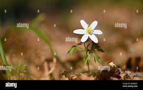 Attēlu rezultāti vaicājumam “Isopyrum thalictroides”