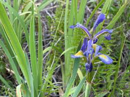 Attēlu rezultāti vaicājumam “Lythrum salicaria fruit”
